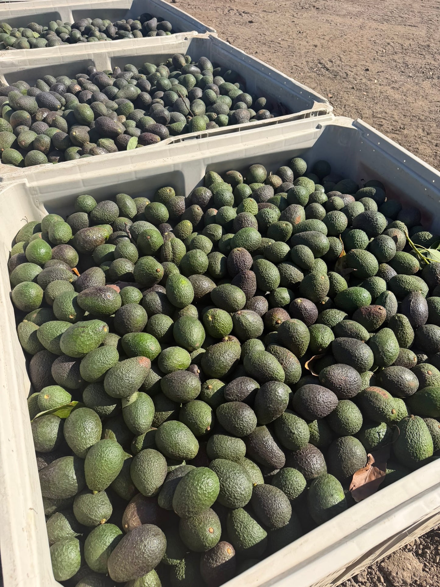 The California Orchard Box