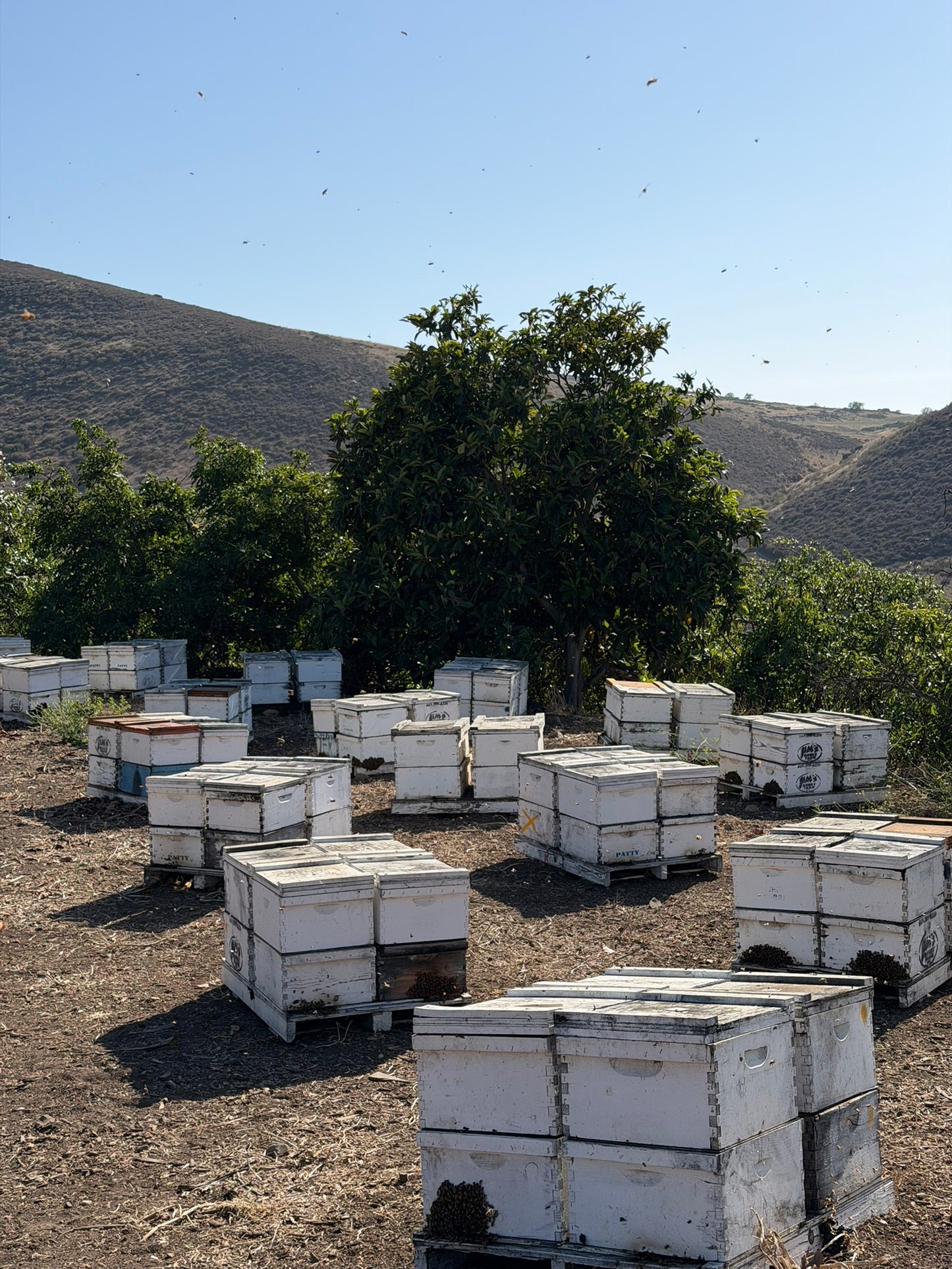 The California Orchard Box