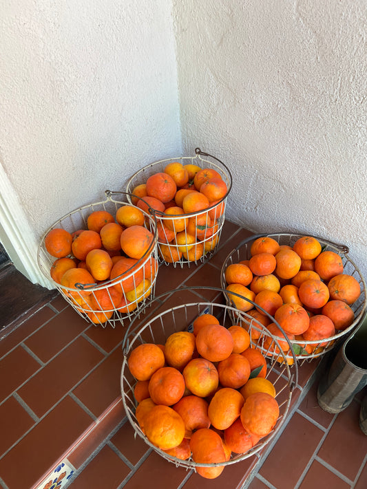 California Avocado and Citrus Farm Box