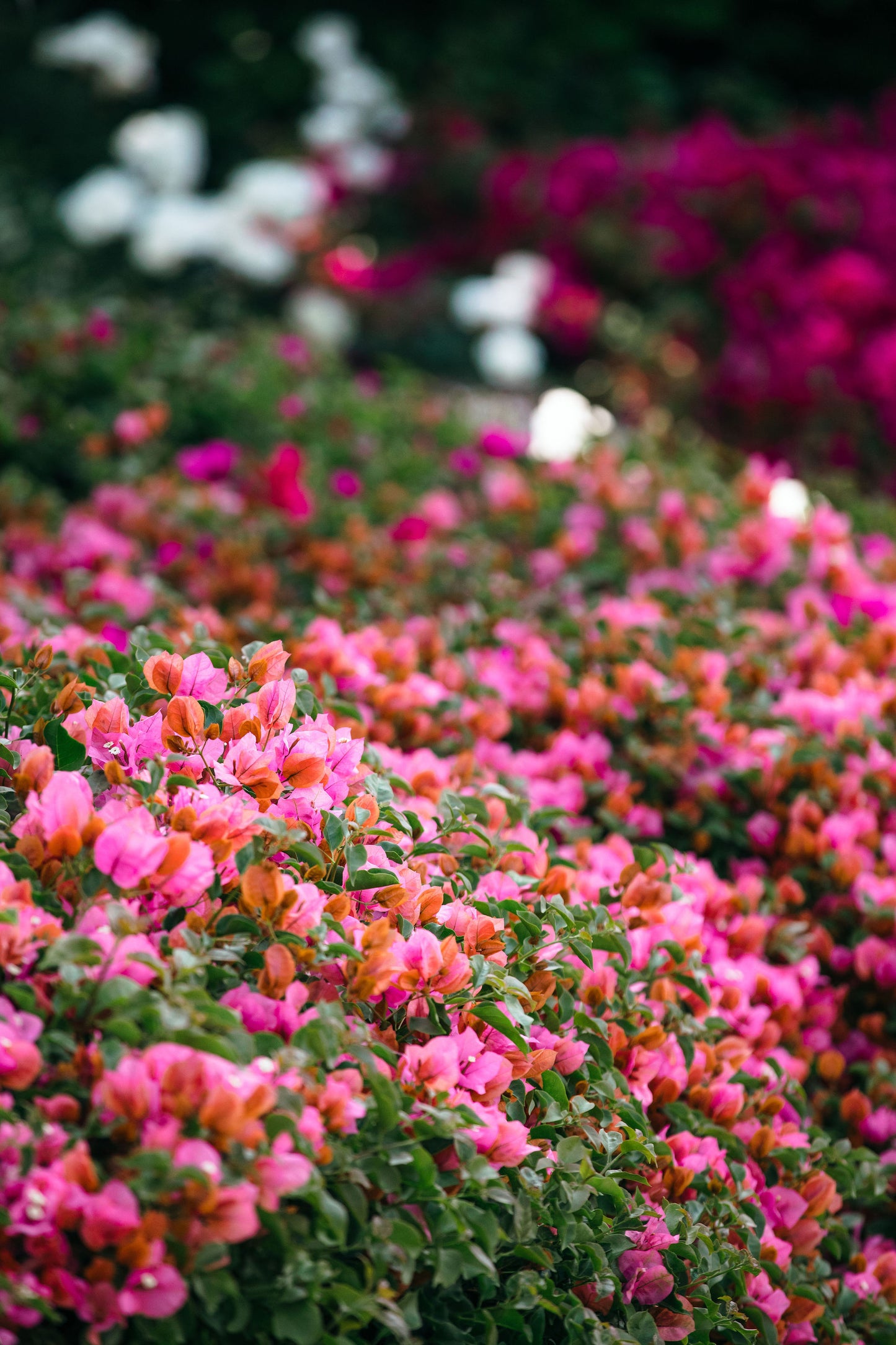 Tierra en Flor