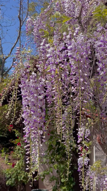 Tierra en Flor