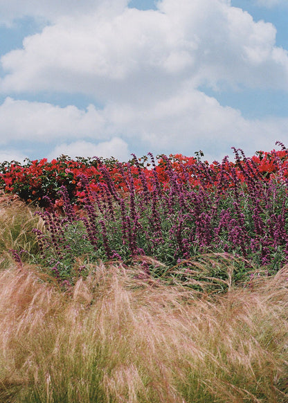 Tierra en Flor